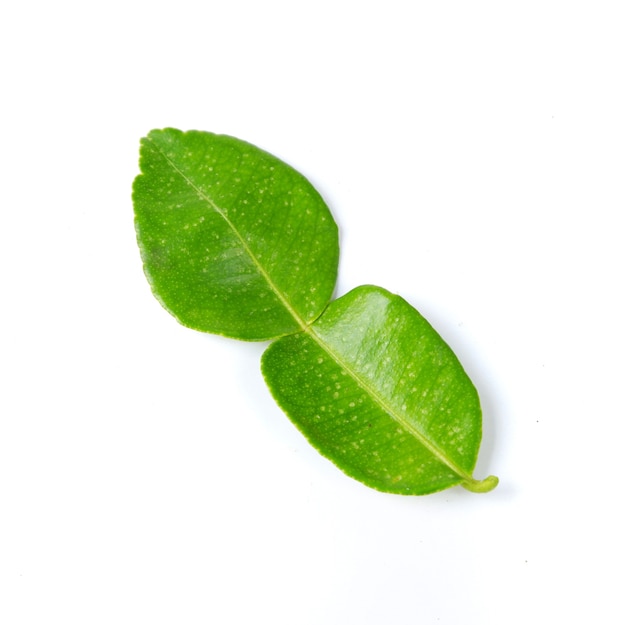 Vue de dessus des feuilles de citron vert fraîches sur fond blanc