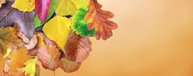 Vue de dessus sur les feuilles colorées sur fond panoramique orange