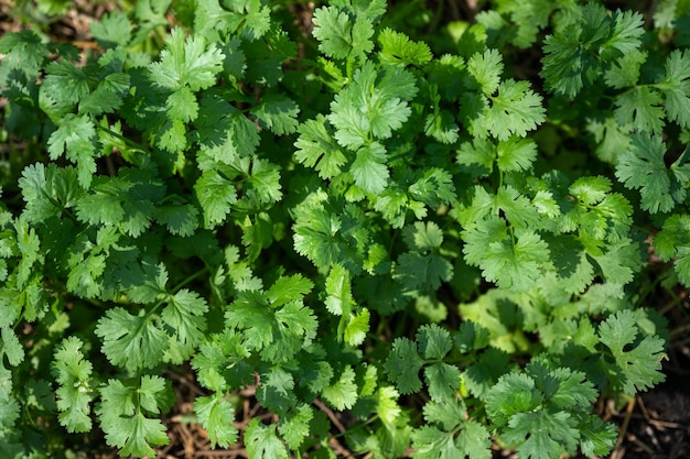 Vue de dessus des feuilles de coriandre verte poussant dans un potager. Légume utilisé comme ingrédient de cuisine