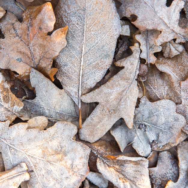 Vue de dessus des feuilles jaunes sèches congelées - fond naturel. Matin d'hiver.