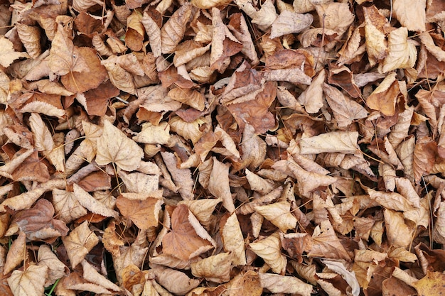 Vue de dessus des feuilles mortes en surface