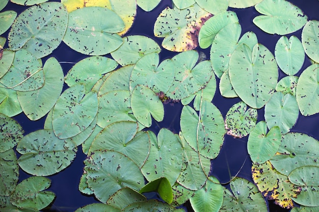 Vue de dessus des feuilles de nénuphar vert dans un fond de fleur de lotus d'étang