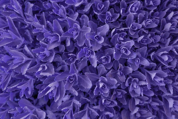 Vue de dessus des feuilles des plantes Arrière-plan pour le texte superposé Couleur violette très tendance