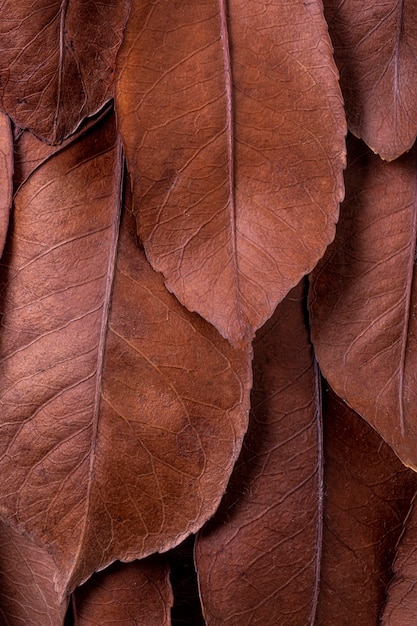 Vue de dessus des feuilles séchées