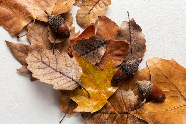 Vue de dessus des feuilles sèches