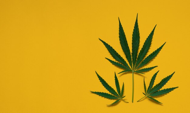 Vue de dessus des feuilles vertes de la plante de cannabis cannabis sur fond jaune