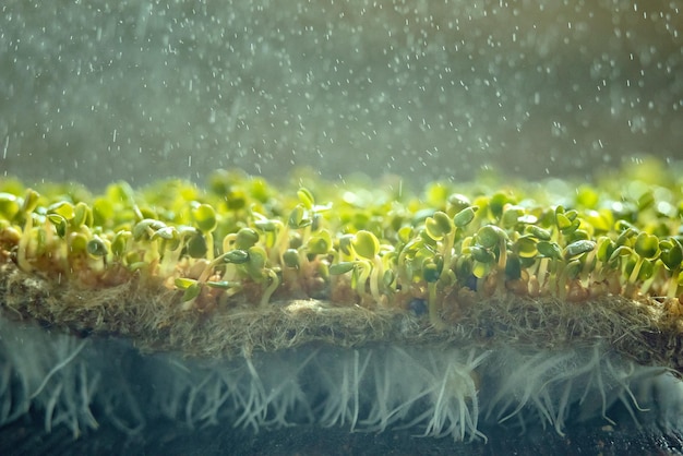 Photo vue de dessus flat lay rucola ou roquette feuilles de légumes germés germés à partir de graines de plantes biologiques de haute qualité