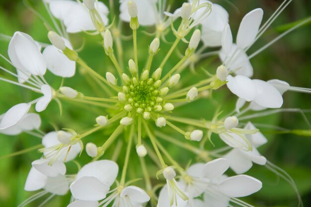 Vue de dessus fleur d'araignée ou Cleome spinosa.