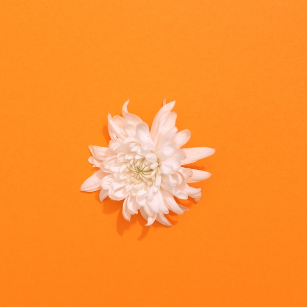 Vue de dessus fleur de chrysanthèmes blancs en fleurs