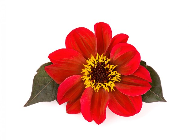 Vue de dessus de fleur de dahlia rouge