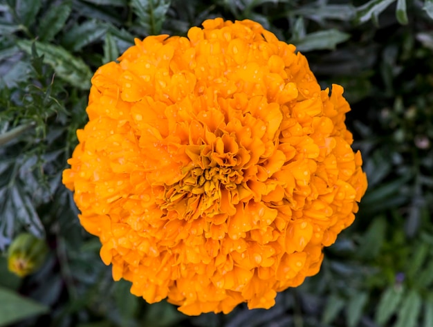 vue de dessus de fleur dans le jardin