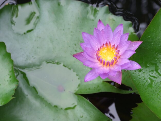 Vue de dessus de fleur de lotus ou de nénuphar, mise au point sélective.