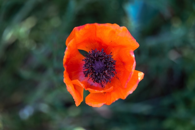 Vue de dessus de fleur de pavot sur fond vert