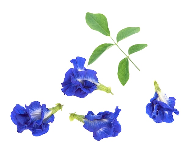 Vue de dessus de fleur de pois papillon sur une surface blanche isolée