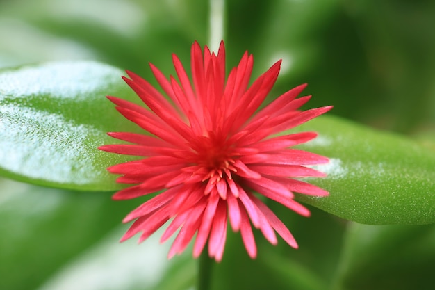 Vue de dessus d'une fleur rose bébé rose soleil fleur sur des feuilles vert vif