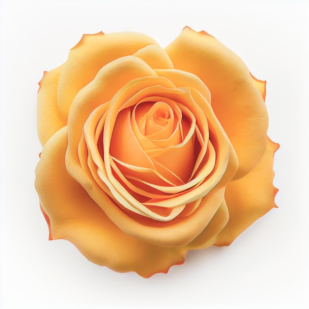 Vue de dessus de la fleur de rose jaune sur fond blanc, parfaite pour représenter le thème de la Saint-Valentin