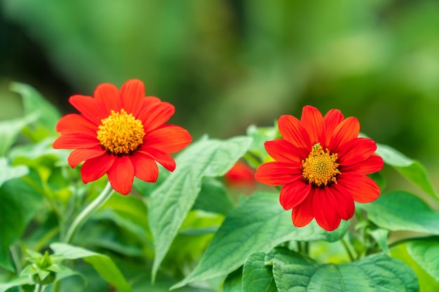 Vue de dessus de fleur rouge