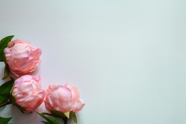 Vue de dessus des fleurs artificielles de pivoines roses sur fond bleu blanc