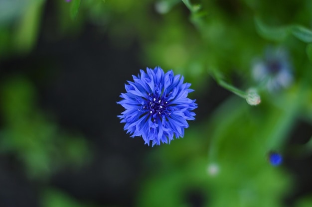 Vue de dessus de fleurs de bleuet sur fond de nature mise au point sélective