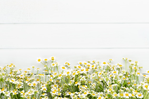 Vue de dessus des fleurs de camomille