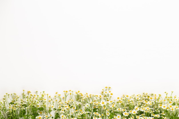 Vue de dessus des fleurs de camomille