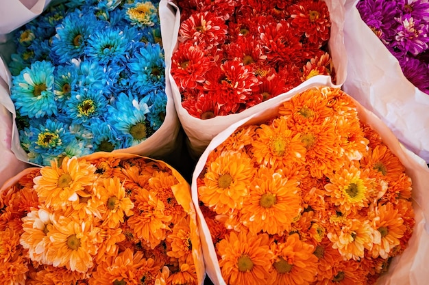 Vue de dessus de fleurs de chrysanthème de diverses couleurs