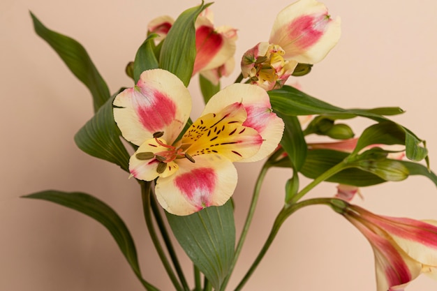 Vue de dessus fleurs épanouies