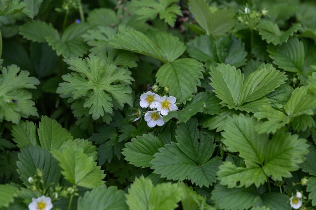 Vue de dessus de fleurs de fraise blanche