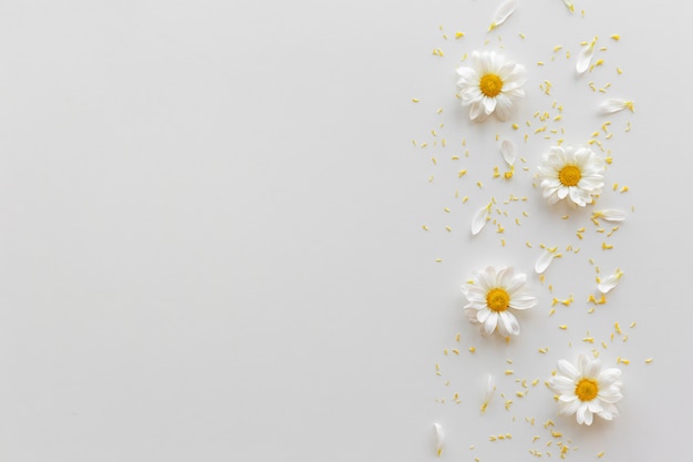 Photo vue de dessus des fleurs de marguerite blanche; pétales et pollen jaune sur fond blanc