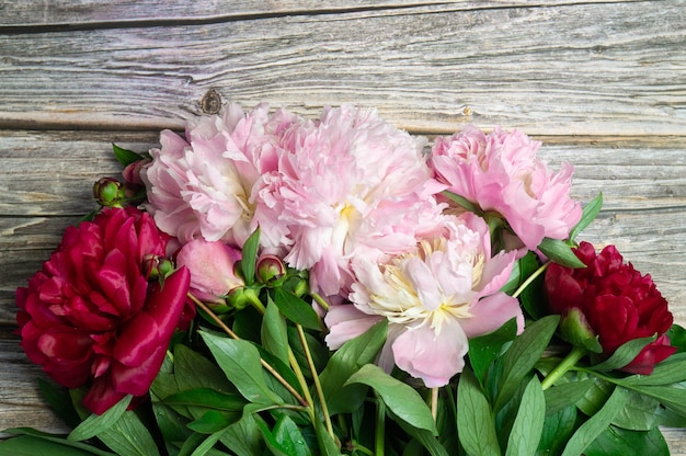 Vue de dessus fleurs de pivoine avec des feuilles