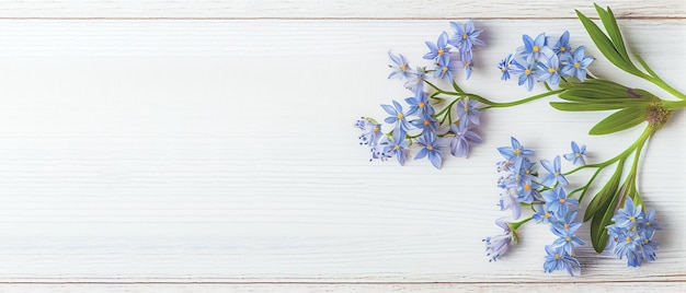 Vue de dessus des fleurs de Scilla bleues sur un fond en bois blanc avec un espace pour le texte Premières fleurs de printemps Carte de voeux pour la Saint-Valentin, la fête des femmes et la fête des mères