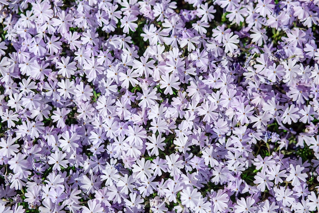 Vue de dessus de fond de fleurs violettes