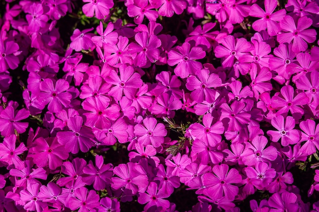 Vue de dessus de fond de fleurs violettes