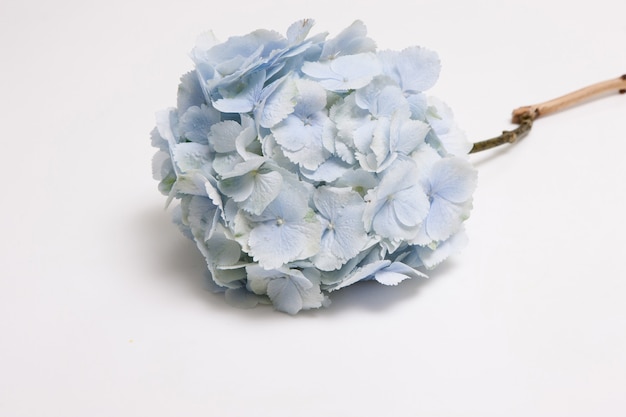 Vue de dessus fond floral d'hortensia bleu clair portant sur un tableau blanc. Fond d'écran des vacances de printemps, parfum et tendresse, concept de décoration