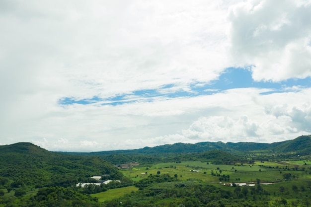 Vue de dessus fond de forêt, grand arbre