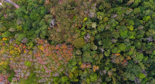 Vue de dessus Forêt abondante aux couleurs d'automne Vue aérienne du paysage dans la campagne rurale Fond de nature incroyable et fond de voyage