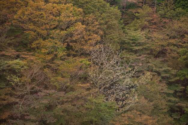 Vue de dessus de la forêt d'arbres sur la montagne