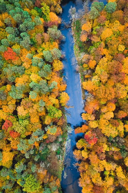 Vue de dessus de la forêt d'automne colorée et de la rivière Pologne