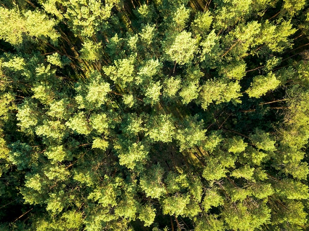 Vue de dessus d'une forêt de feuillus d'été par une claire journée d'été. Vue aérienne avec dron comme fond naturel de feuillage