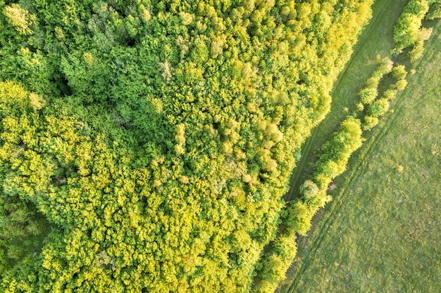 Vue de dessus de la forêt verte jour de printemps ensoleillé