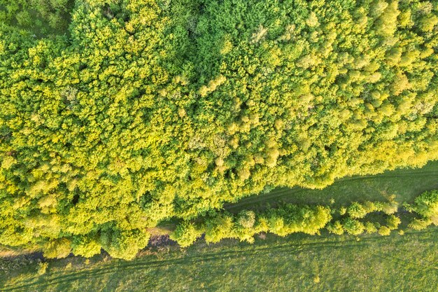 Vue de dessus de la forêt verte par une journée ensoleillée de printemps ou d'été. Photographie de drone, abstrait.