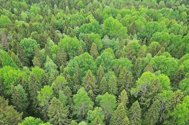 vue de dessus de la forêt, vue panoramique du paysage de la forêt d'été avec vue aérienne du quadricoptère