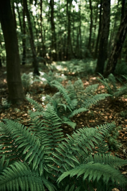 Vue de dessus de la fougère poussant dans les bois polonais Feuilles de fougère avec feuillage de bois Beaux buissons de fougère dans la nature sauvage