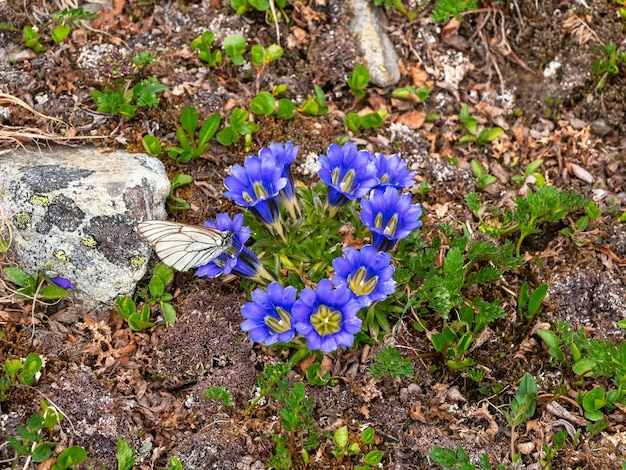 Vue de dessus de Gentiana grandiflora fleurs d'été sauvages de Sibérie Russie Prairies d'été subalpines et alpines dans les montagnes de l'Altaï