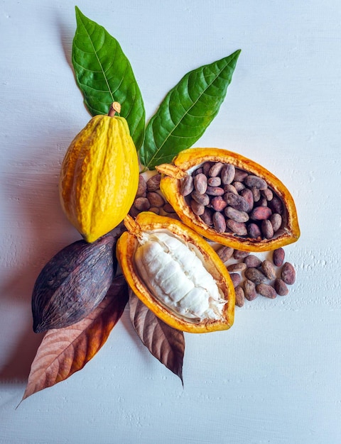 Vue de dessus des gousses de cacao fraîches mûres à moitié dans des fruits de cacao coupés et des fèves de cacao brunes sèches