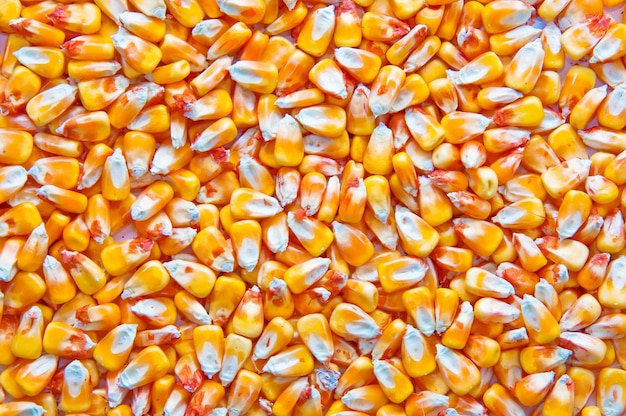 Vue de dessus des grains de maïs des graines de maïs récoltées