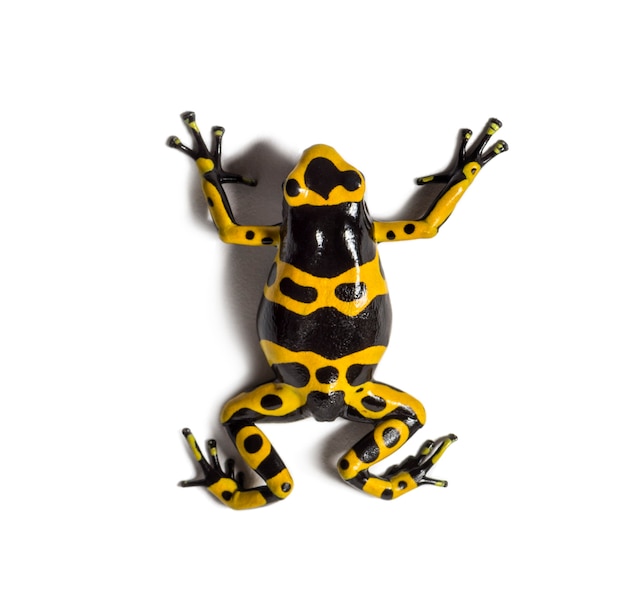 Photo vue de dessus d'une grenouille venimeuse à bandes jaunes, dendrobates leucomelas, isolée