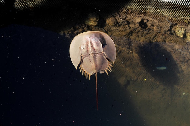 Vue de dessus en gros plan d'un arthropode marin de crabe fer à cheval dans une eau