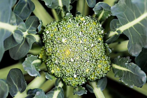 Vue de dessus gros plan de chou-fleur