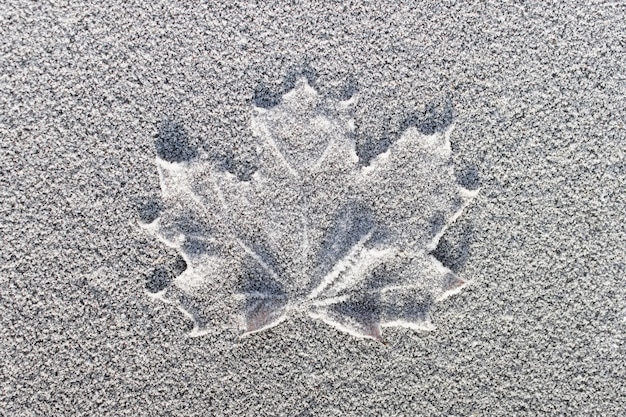 Vue de dessus gros plan d'une feuille d'érable sur un couvre-sol avec gel d'hiver frais